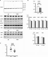 Image result for Cullin Protein Sequence