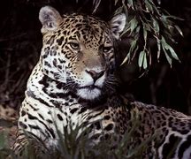 Image result for Jaguar Ears