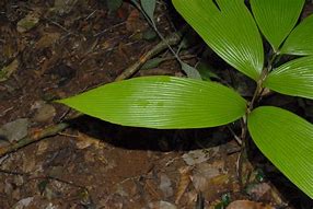 Image result for Zamia Elegantissima