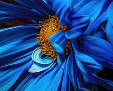 Image result for Macro Digital Photography