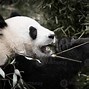 Image result for Panda Eating Fish