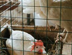 Image result for Space for Chicken Roost