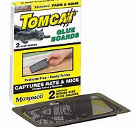 Image result for Mouse Glue Boards