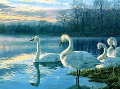 Image result for Swan Lake Nature Centre