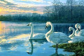 Image result for Swan Lake NV Beach