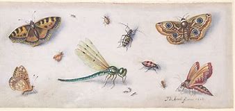 Image result for Insect Process Art