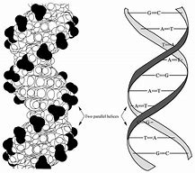 Image result for Double Helix Boarder