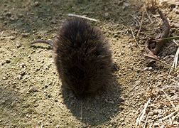 Image result for Eastern Meadow Vole