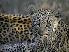 Image result for Arabic Leopard