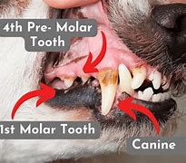 Image result for Dog Fractured Tooth