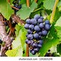 Image result for Grape Vine DXF