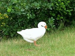 Image result for baby white ducks names