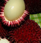 Image result for Buah Pulai