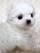 Image result for Black Teacup Maltese