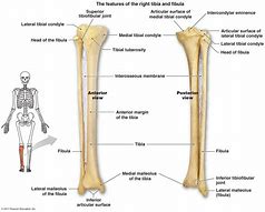 Image result for Which One Is Tibia and Fibula