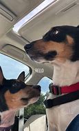 Image result for decker rat terrier