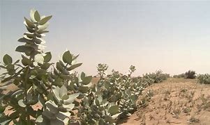 Image result for UAE Desert Plants