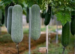 Image result for Winter Melon Plant