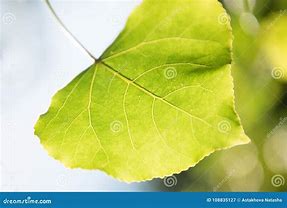 Image result for Greenheart Tree Leaf