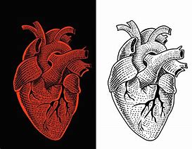 Image result for Heart Vector Art Illustration