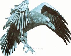 Image result for Raven Flying Drawing