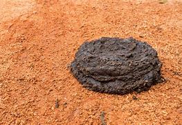 Image result for Cow Poo