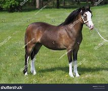 Image result for Beige Welsh Pony