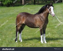 Image result for Welsh Pony Sections