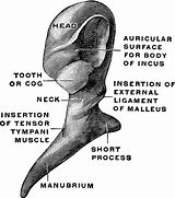 Image result for Malleus Hammer