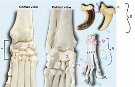 Image result for Manus Region Anatomy