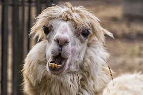 Image result for Ugly Alpaca