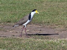 Image result for Masked Lapwing Baby