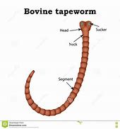 Image result for Tapeworm Cartoon