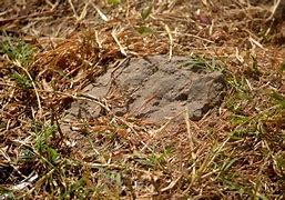 Image result for Stone Steos in Grass