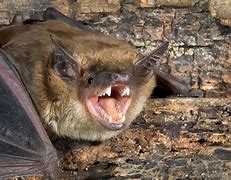 Image result for Rabid Bat Bite