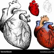 Image result for Realistic Heart Vector