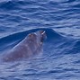 Image result for Pygmy Right Whale Baby