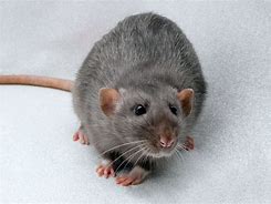 Image result for Silvermane Rat