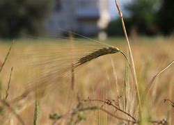 Image result for Wheat Harvest Pic