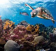 Image result for Turtle Rock in Ocean