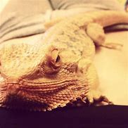 Image result for Bearded Dragon Pet