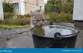 Image result for Cat in Bucket Drinking Water