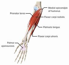 Image result for Where Is Forearm Located