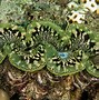 Image result for Beautiful Giant Clam