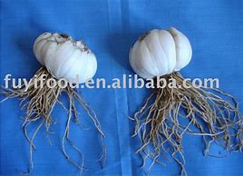 Image result for Lily Flower Bulbs