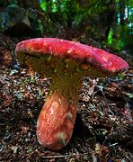 Image result for Mushroom Fractals