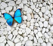 Image result for Butterfly Wallpaper Blue Desktop Computer