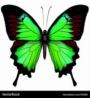 Image result for Pastel Green Butterfly