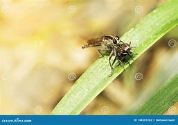 Image result for Catch a Fly