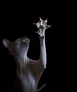 Image result for Sphynx Cat Creepy